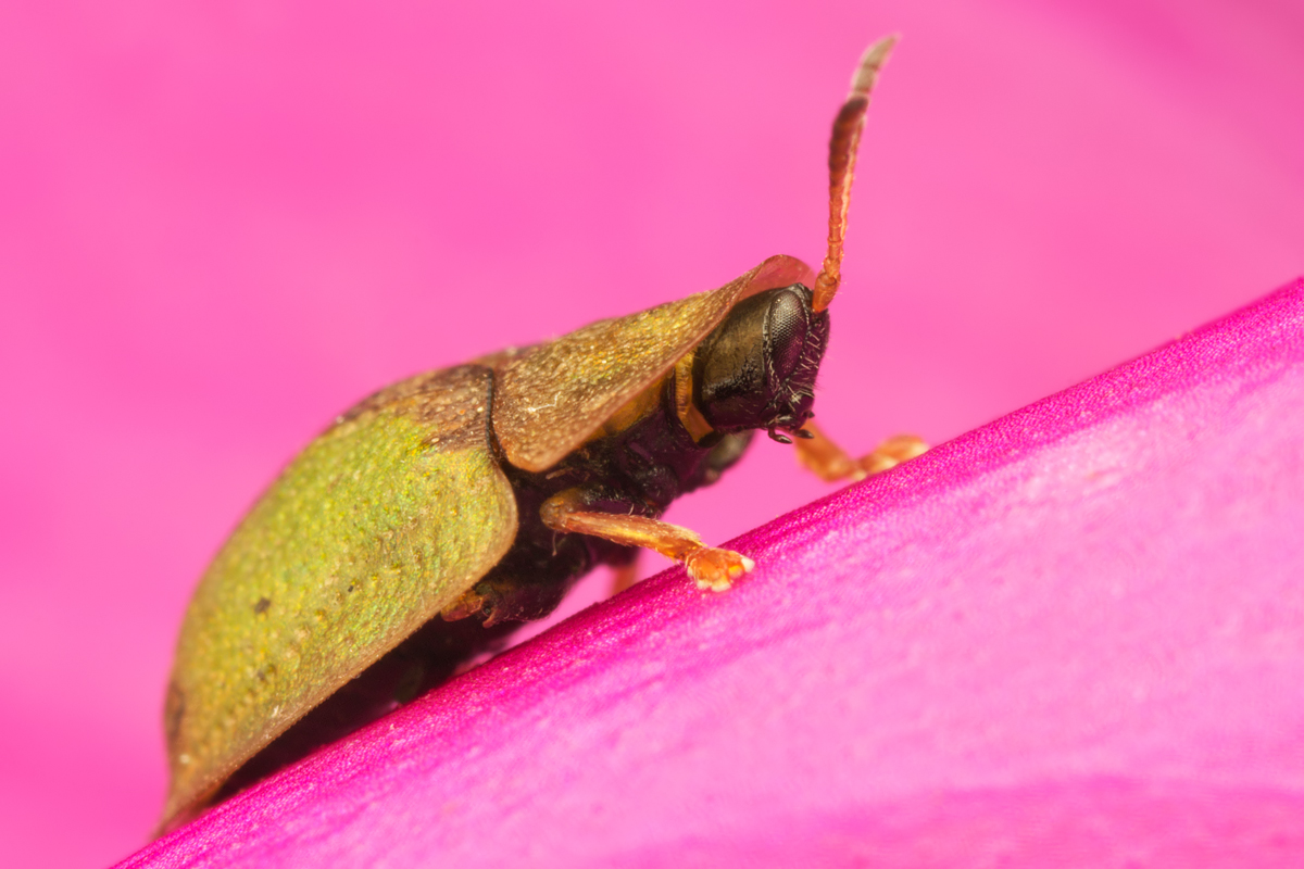 Green Tortoise Beetle 4